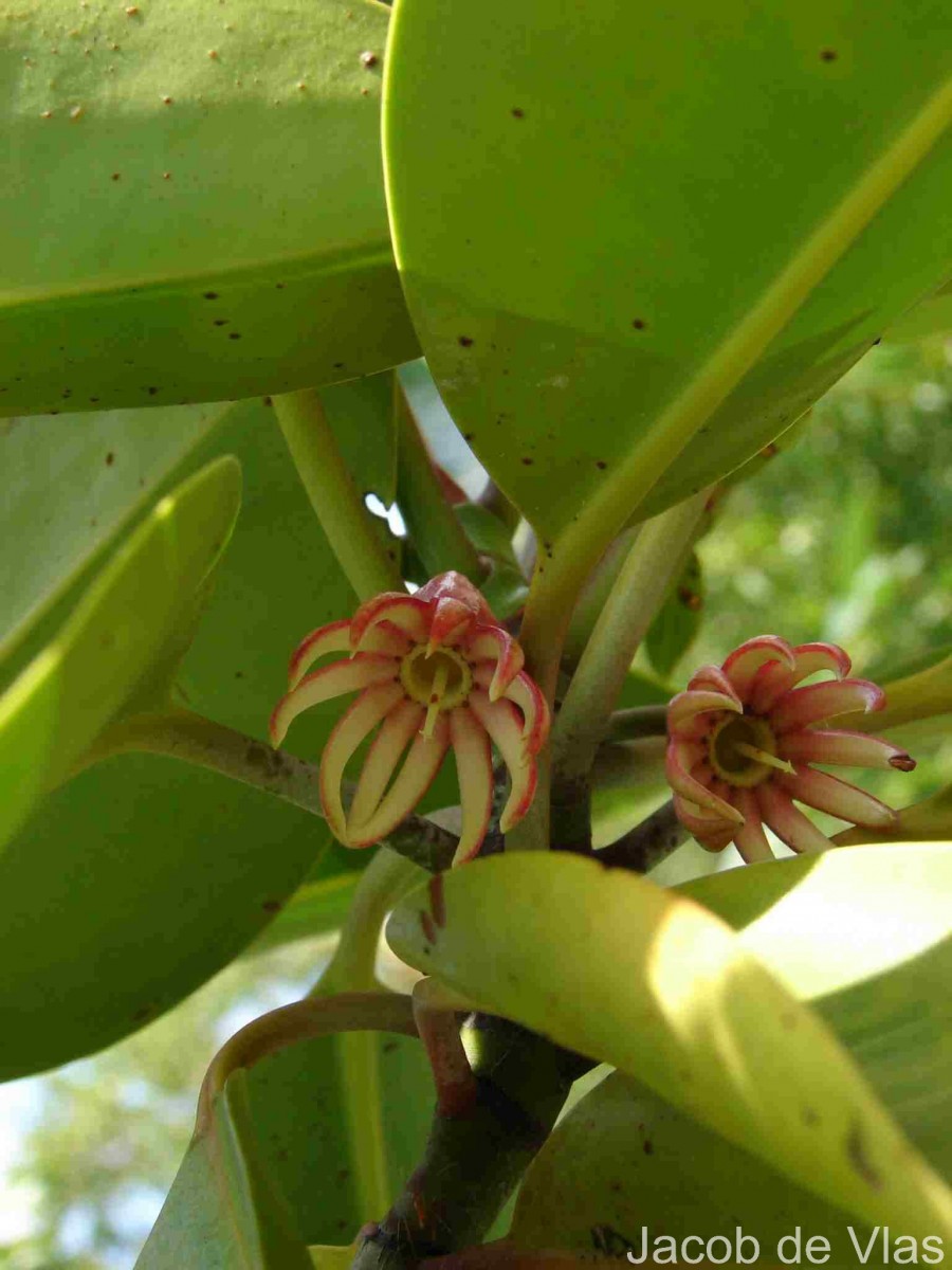 Bruguiera gymnorhiza (L.) Lam.